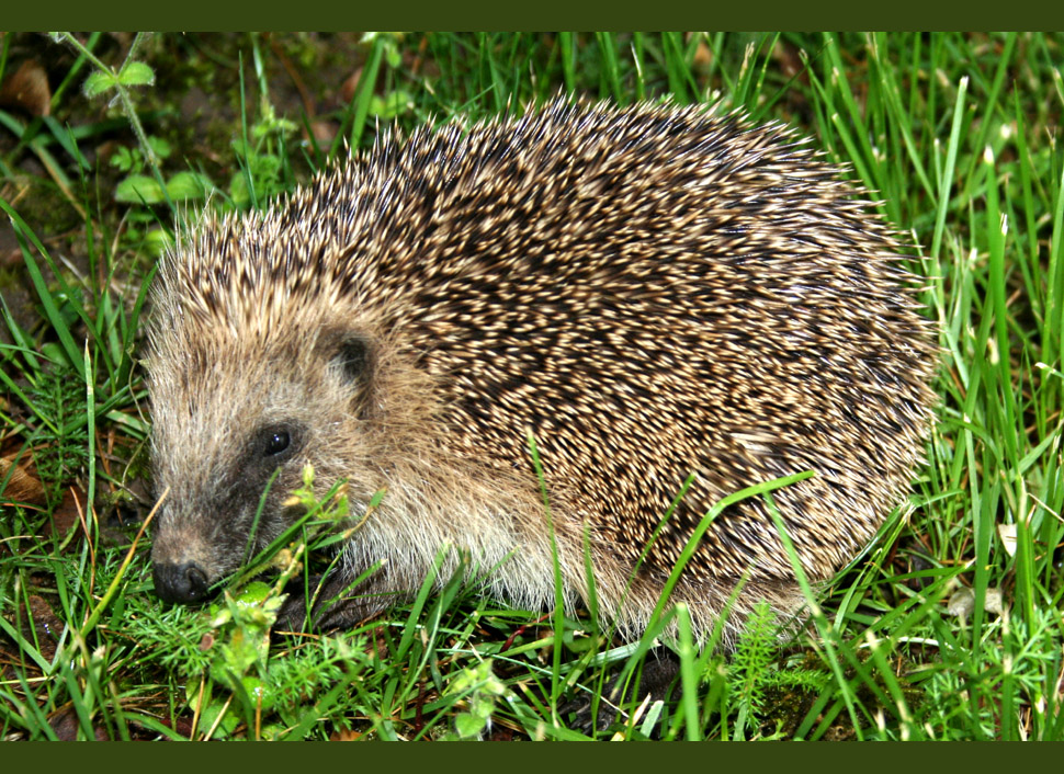 Igel im Gras