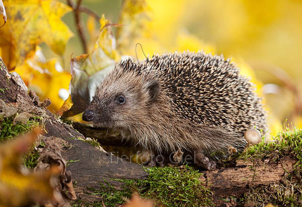 Igel