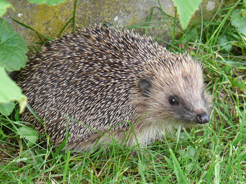 Igel