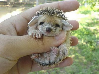 Ein baby Igel