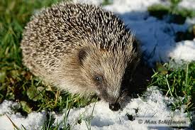 Igel