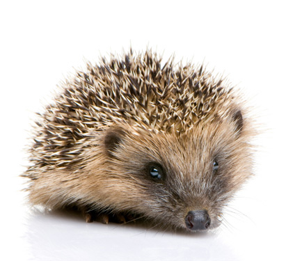 Igel