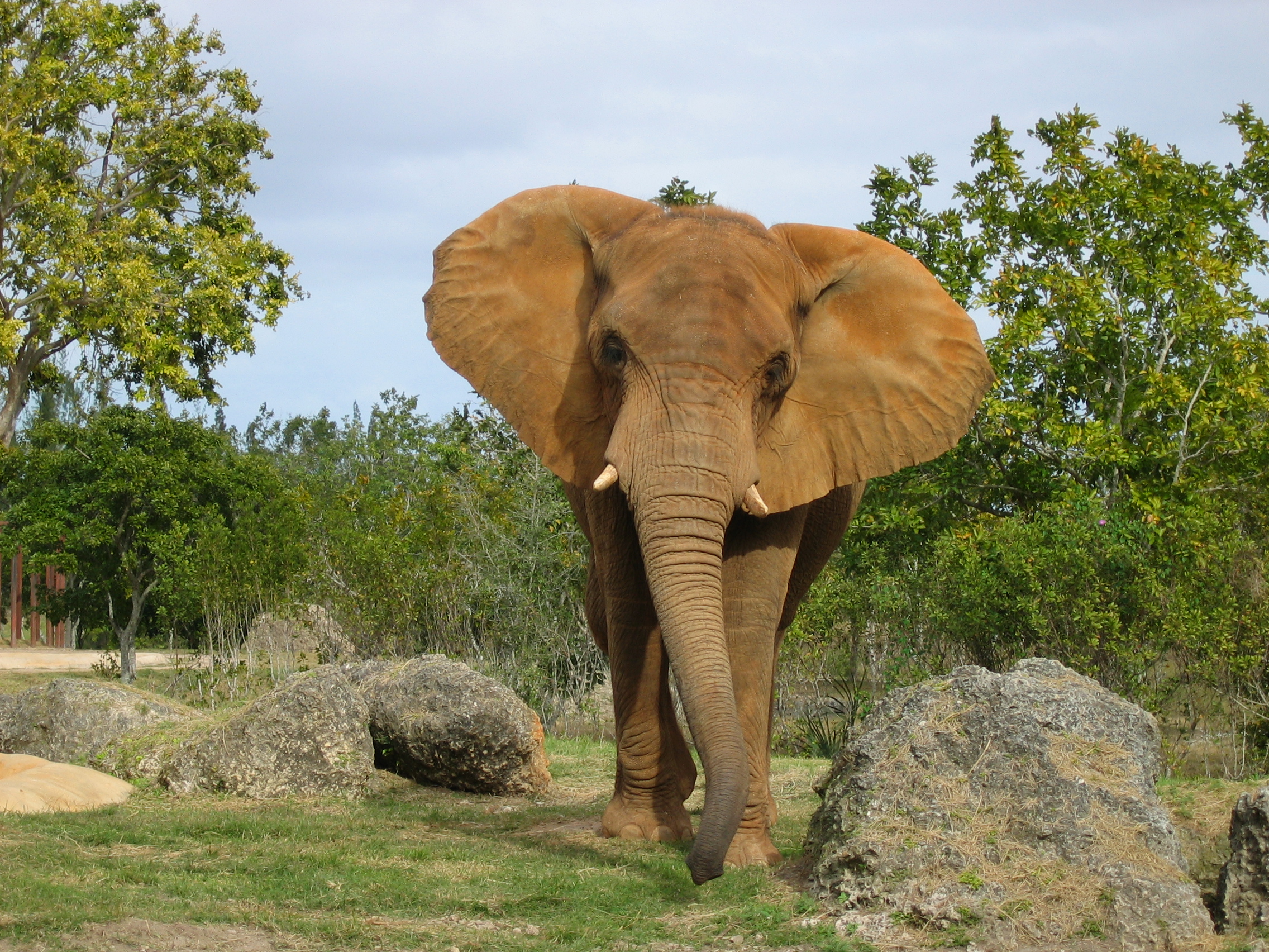 Elefant mit steinen