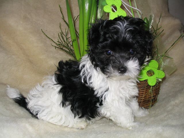 roxy