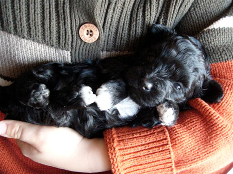 baby