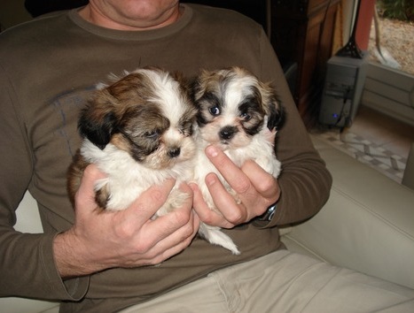 puppys