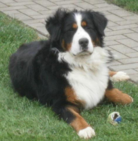 Hunde-geschwister