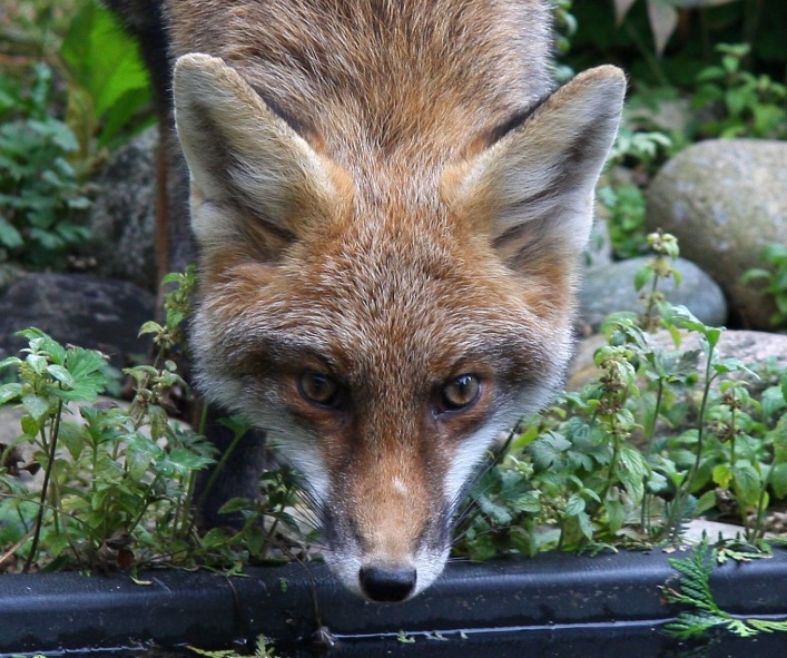 der-fuchs-am-gartenteich