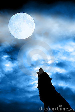 wolf