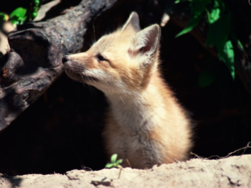 tier-fuchs-tips