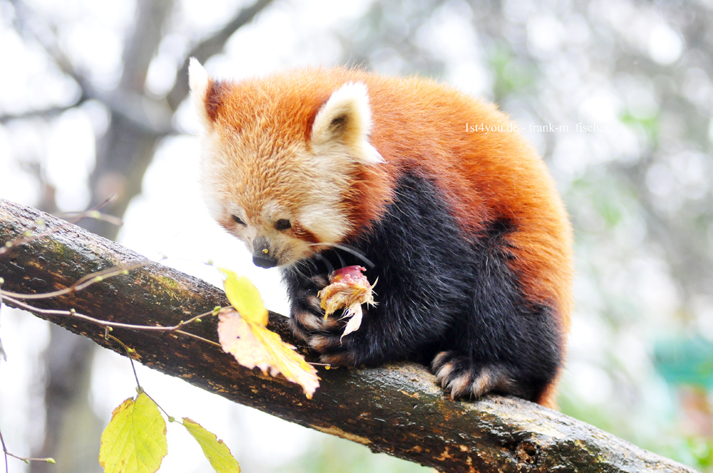 roter panda