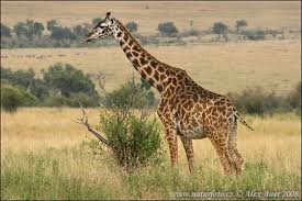 giraffe