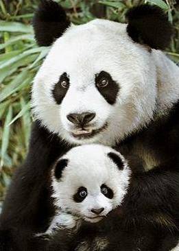 PANDA4