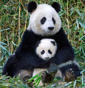panda