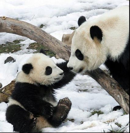 PANDA6