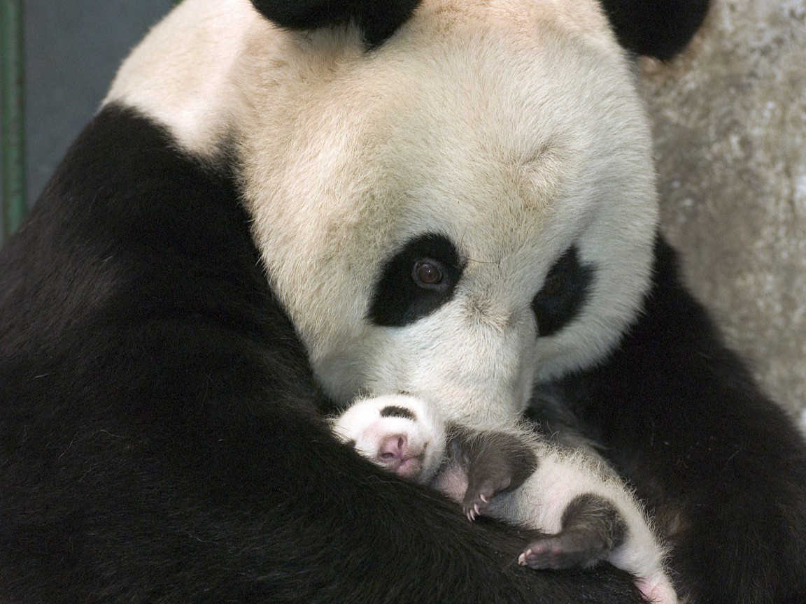 PANDA5