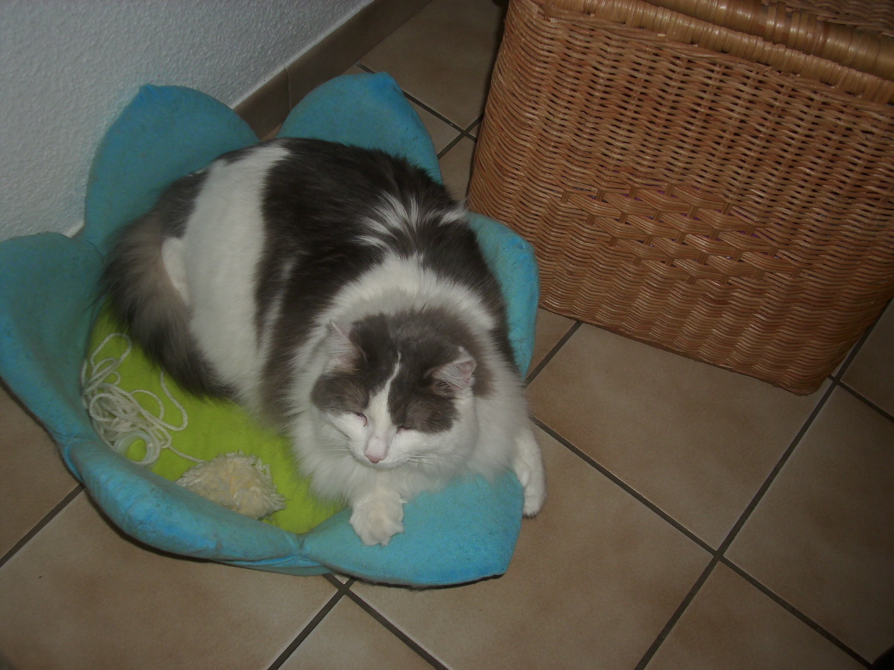 elle dans son panier