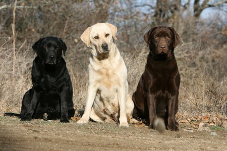 labrador