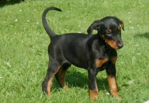 doberman