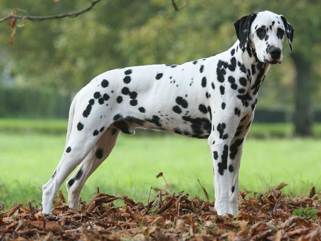 dalmatien