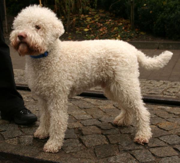 petitlagotto