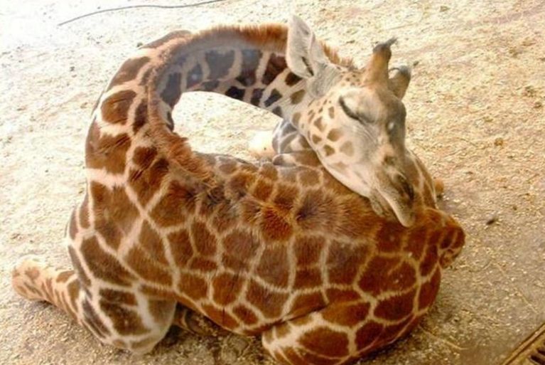 girafe