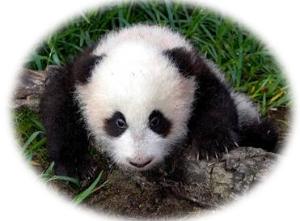 PANDA8