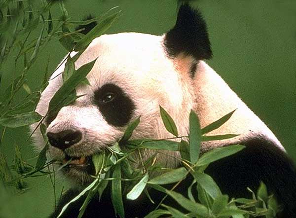 PANDA2