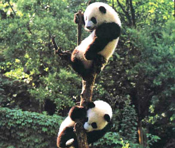 pandas