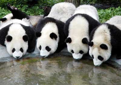 pandas