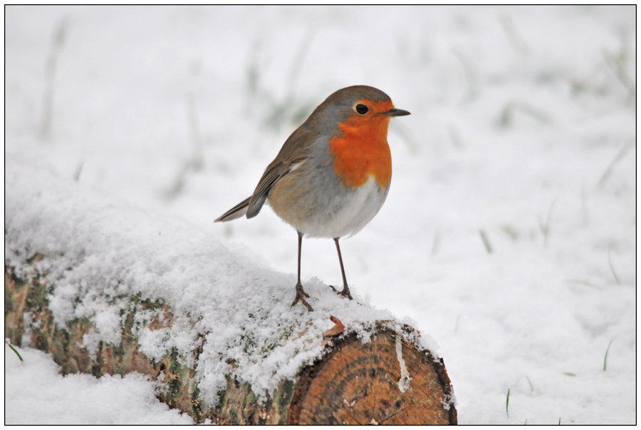 rouge gorge dans la neige