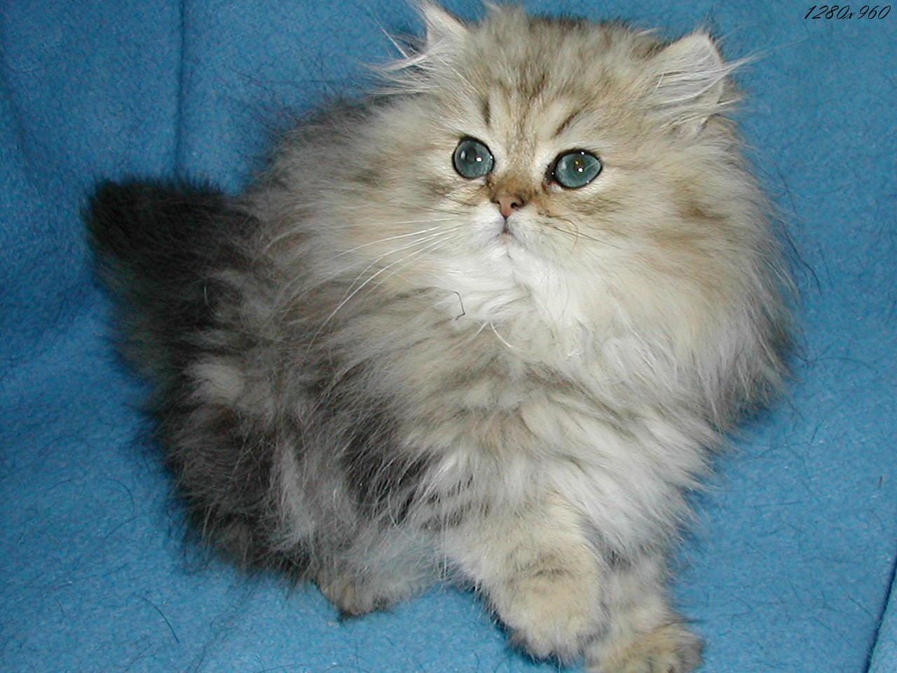 chaton