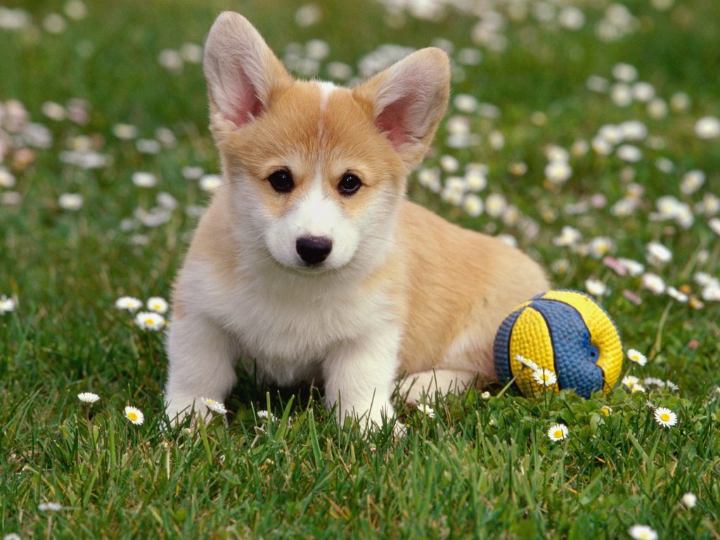 chien-avec-un-ballon