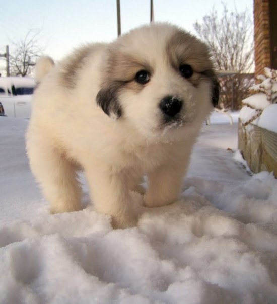 chien-dans-la-neige