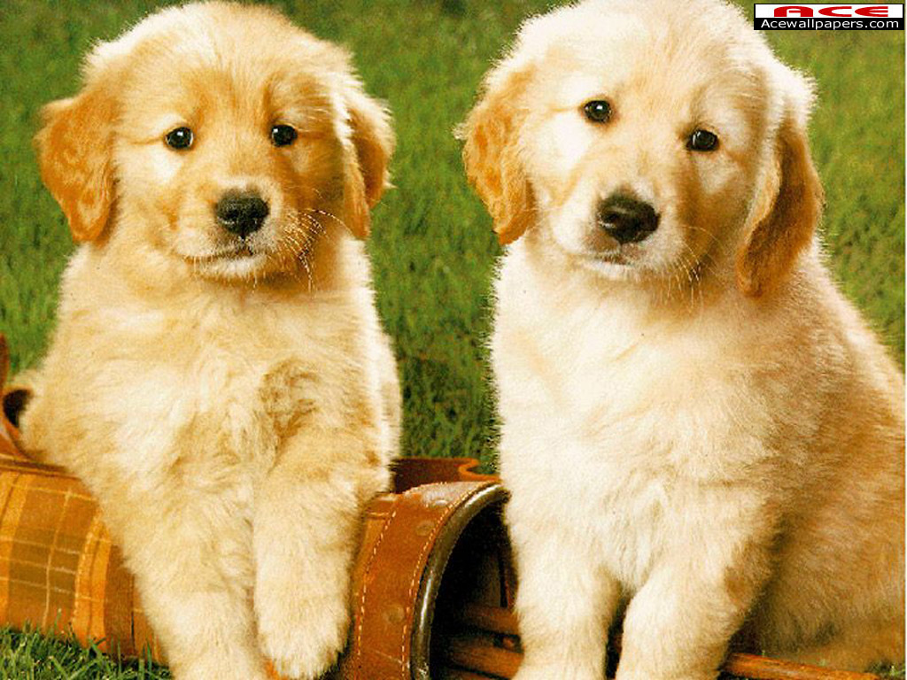 deux-adorable-chiens