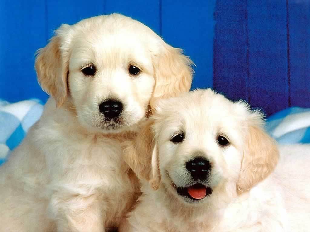 deux-chiens