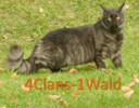 Banner 4Clans-1Wald