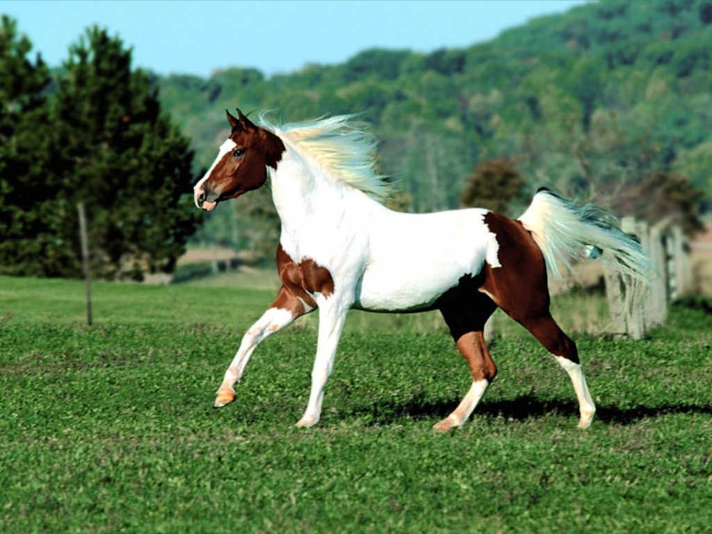 cheval3