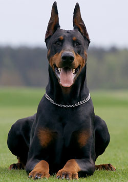 Photo de Doberman