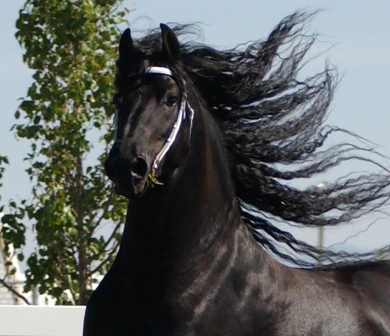 http://a133.idata.over-blog.com/0/54/47/88/les-baux/cheval-crin-vent-1160663ac.jpg