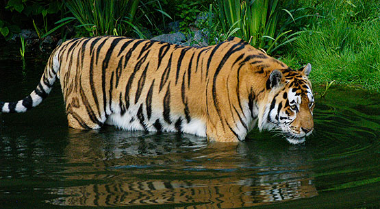 Bildergebnis fÃ¼r tiger
