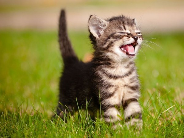 http://media.einfachtierisch.de/thumbnail/600/0/media.einfachtierisch.de/images/2013/01/Junge-Katze-Erziehen.jpg