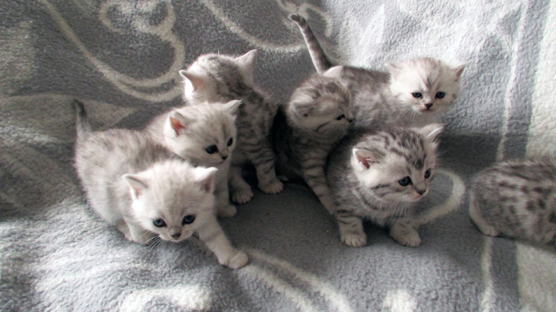http://www.tiermarkt.net/images/listings/2013-03/reinrassige_britisch_kurzhaar_katzenbabys_babykatzen_vom_zue-1362217186-445-d_pic.jpg
