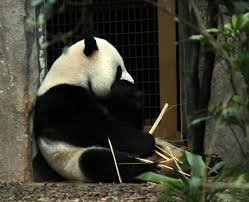 pandas