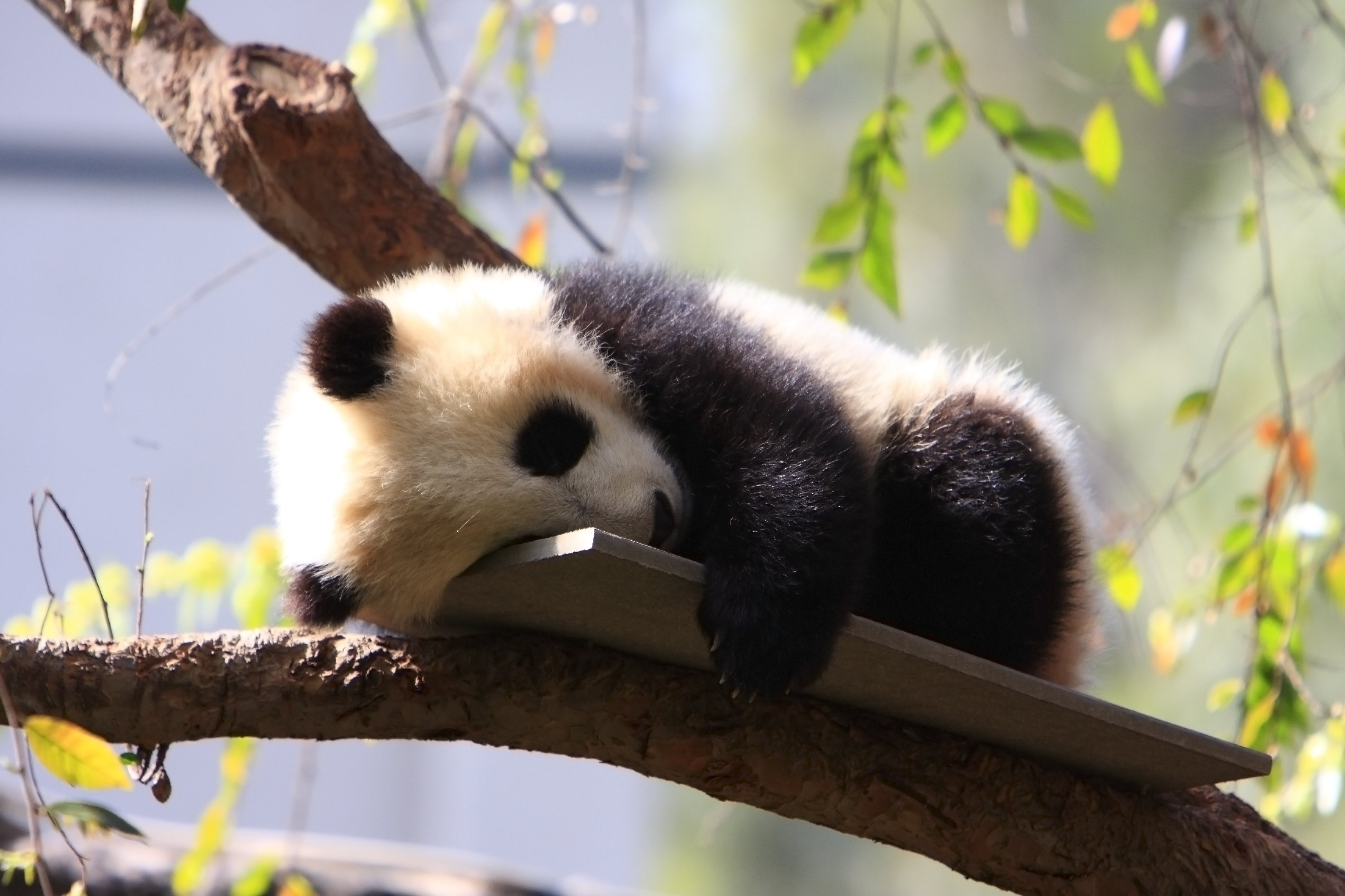 pandas