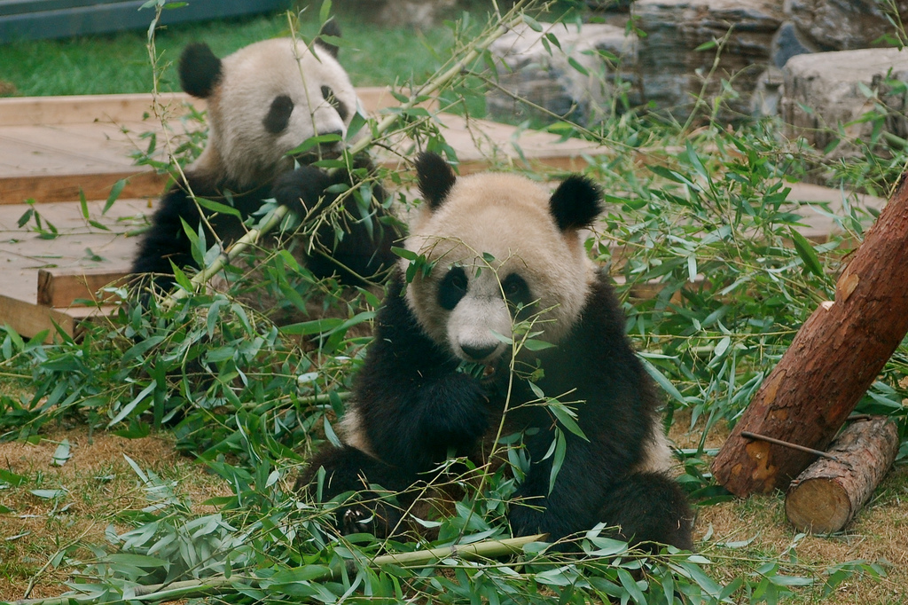 pandas