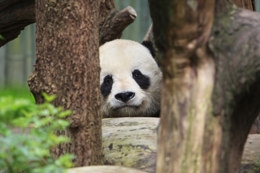 pandas