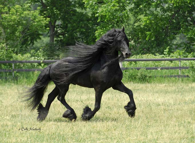 frison