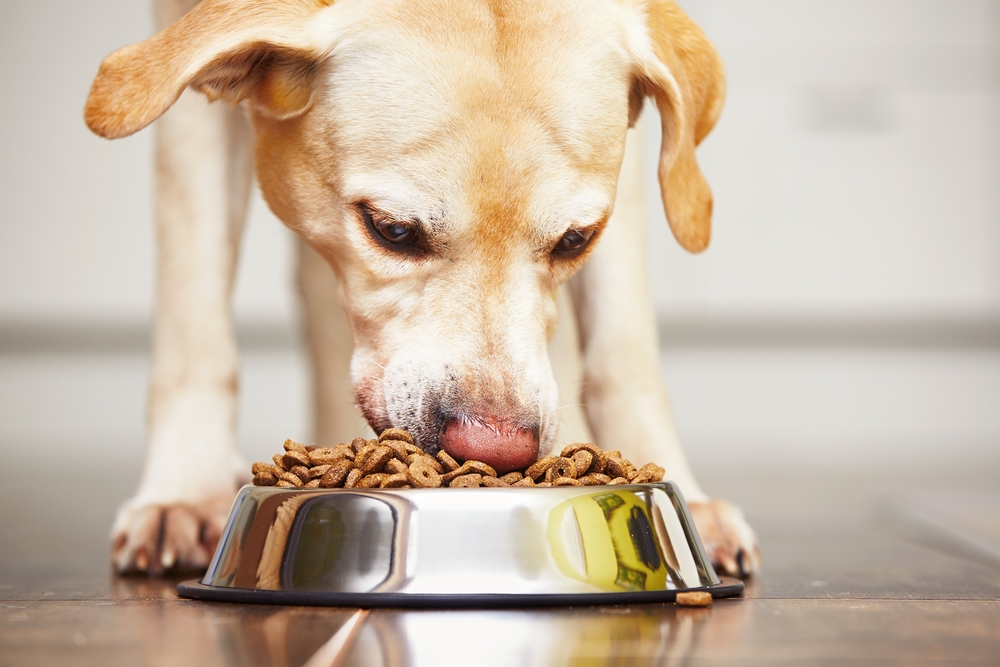 Bildergebnis fÃƒÂ¼r futter hund