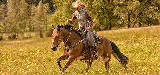 Bildergebnis fÃƒÂ¼r westernreiten